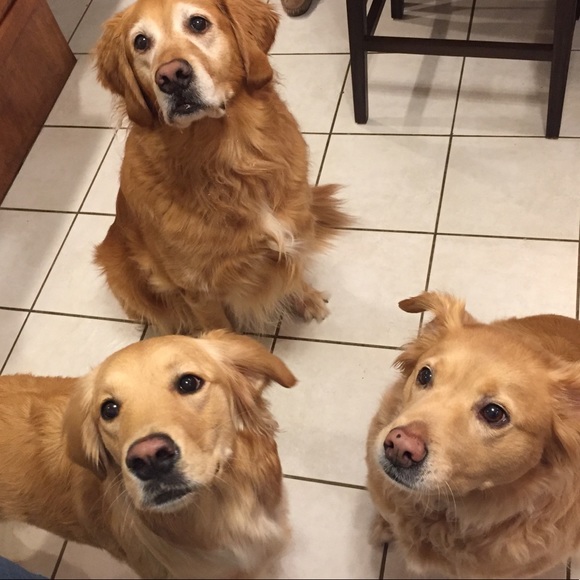 Meet your Posher, Kelsey - Picture 1 of 1